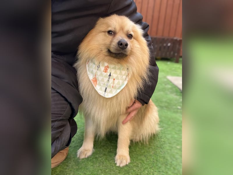 Ruffy SR - Freundlicher Spitz mit Charakter