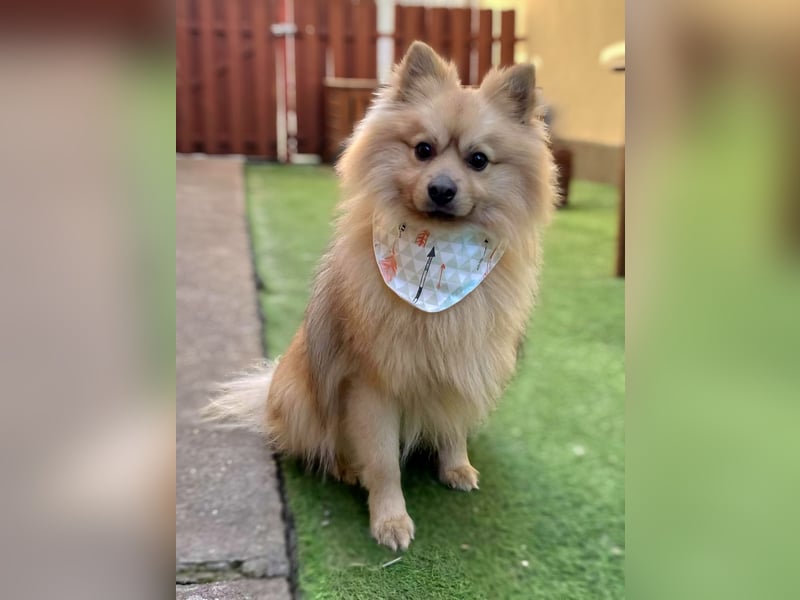 Ruffy SR - Freundlicher Spitz mit Charakter