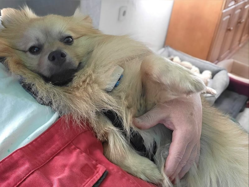 Ruffy SR - Freundlicher Spitz mit Charakter