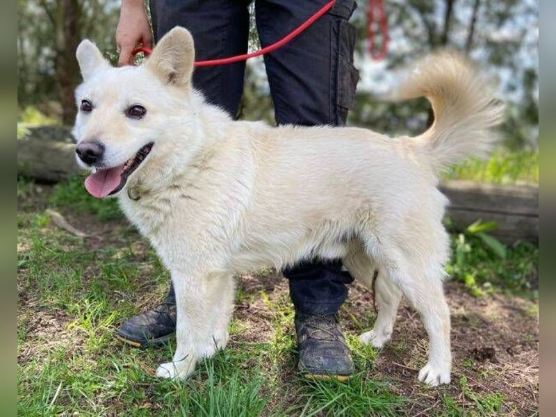 Snowy, Spitz-Mischling