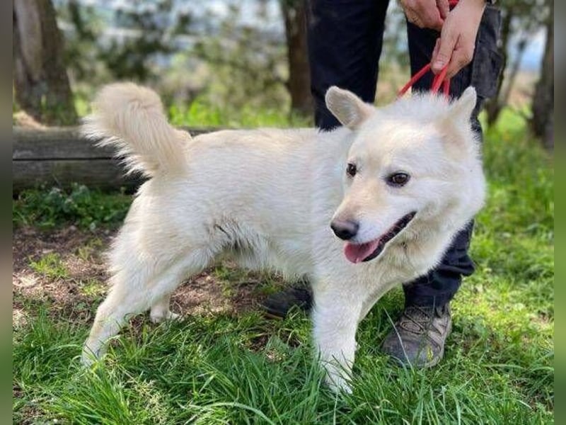 Snowy, Spitz-Mischling
