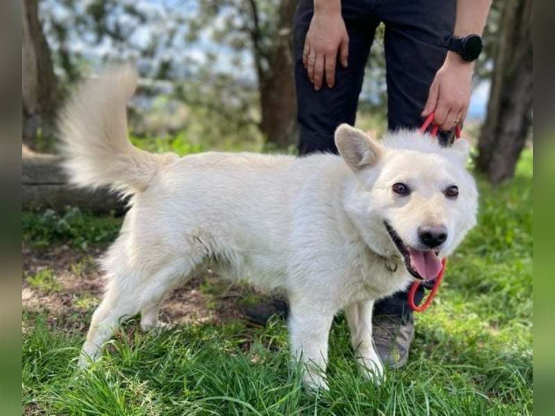 Snowy, Spitz-Mischling