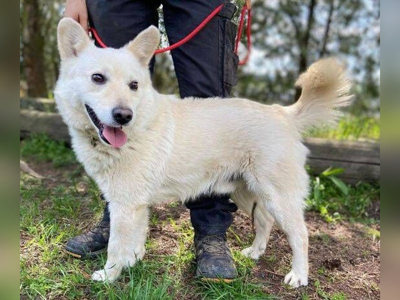 Snowy, Spitz-Mischling