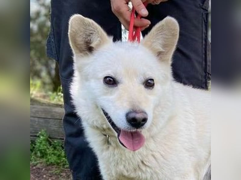 Snowy, Spitz-Mischling