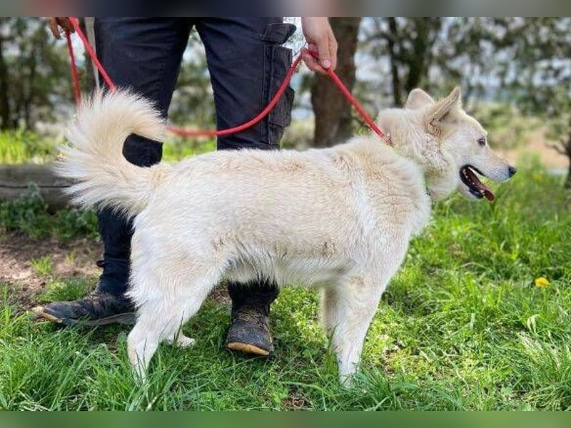 Snowy, Spitz-Mischling