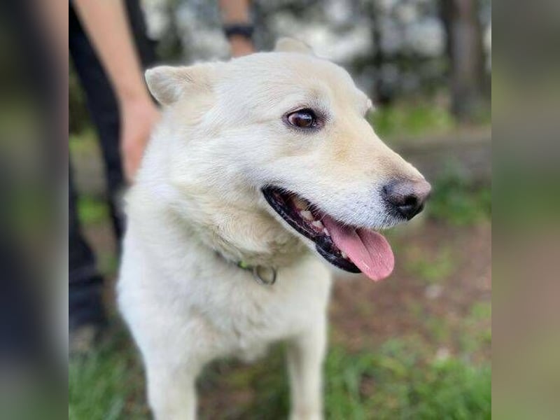 Snowy, Spitz-Mischling