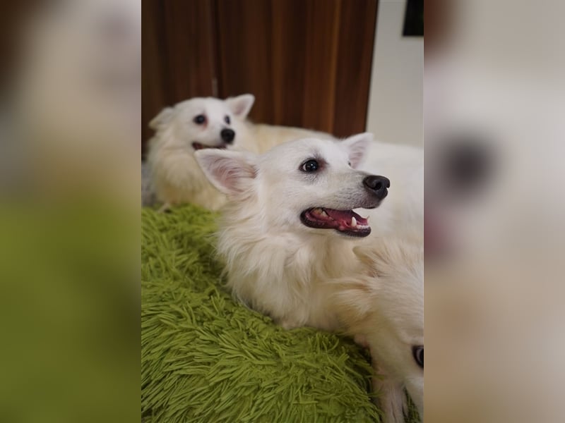 Timm-SR, Schatz sucht Liebe!