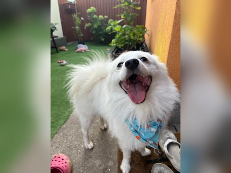 Goofy SR – Herzensguter Rüde sucht liebevolles Zuhause
