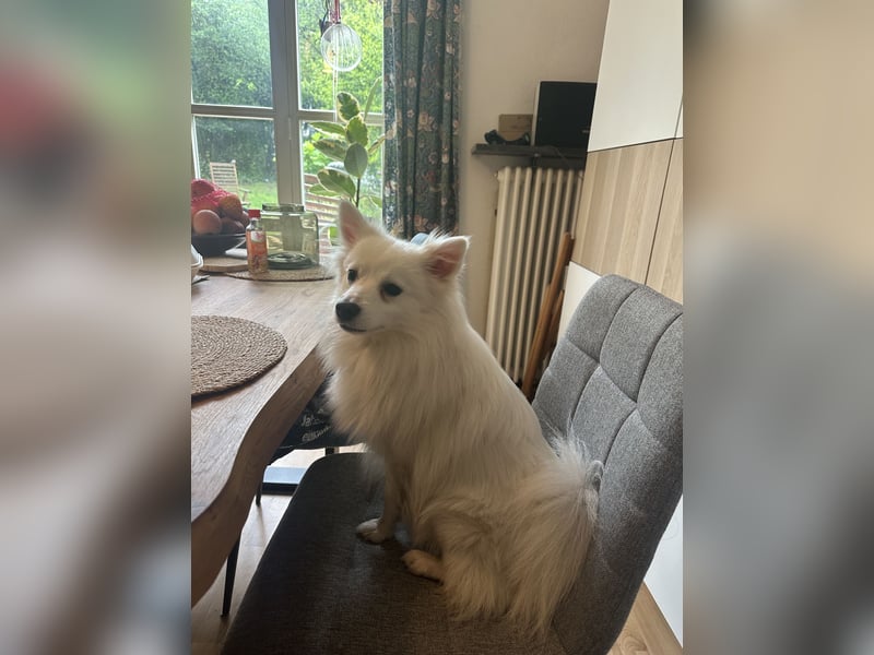Snow SR- Eisbär sucht Zuhause