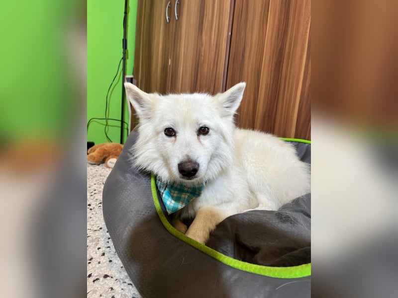 Kody SR- Gelassener Gentleman sucht sein Glück!