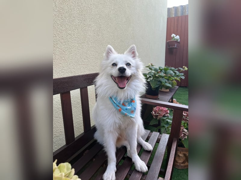 Goofy SR – Herzensguter Rüde sucht liebevolles Zuhause