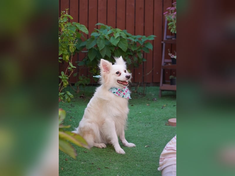 Dave SR – Schüchterner Schatz sucht ein sicheres Zuhause