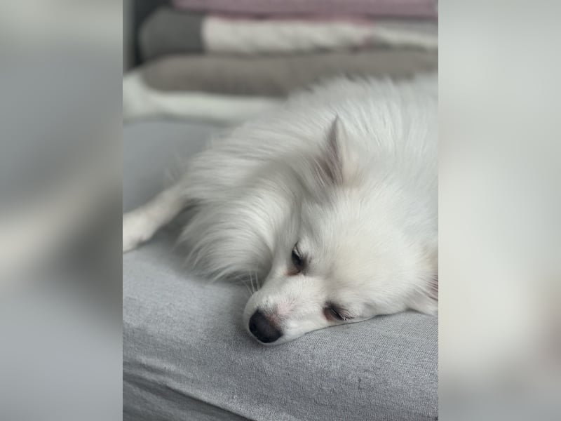 Snow SR- Eisbär sucht Zuhause