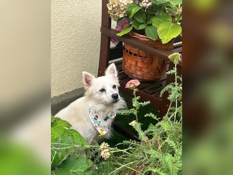 Gino SR – Sanfter Spitz-Rüde mit Herz sucht liebevolles Zuhause