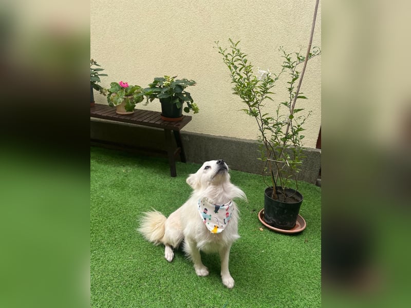 Gino SR – Sanfter Spitz-Rüde mit Herz sucht liebevolles Zuhause