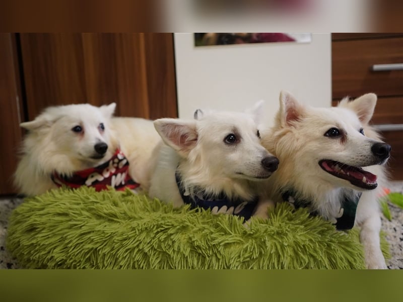 Timm-SR, Schatz sucht Liebe!
