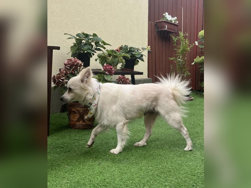 Gino SR – Sanfter Spitz-Rüde mit Herz sucht liebevolles Zuhause