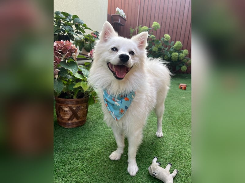 Gino SR – Sanfter Spitz-Rüde mit Herz sucht liebevolles Zuhause