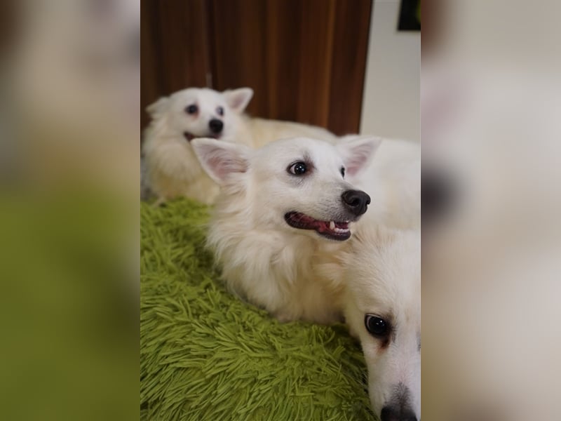 Timm-SR, Schatz sucht Liebe!
