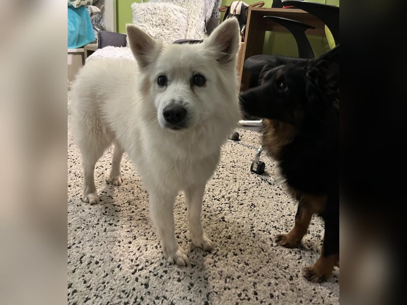 Kody SR- Gelassener Gentleman sucht sein Glück!