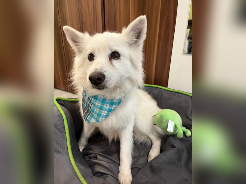 Kody SR- Gelassener Gentleman sucht sein Glück!