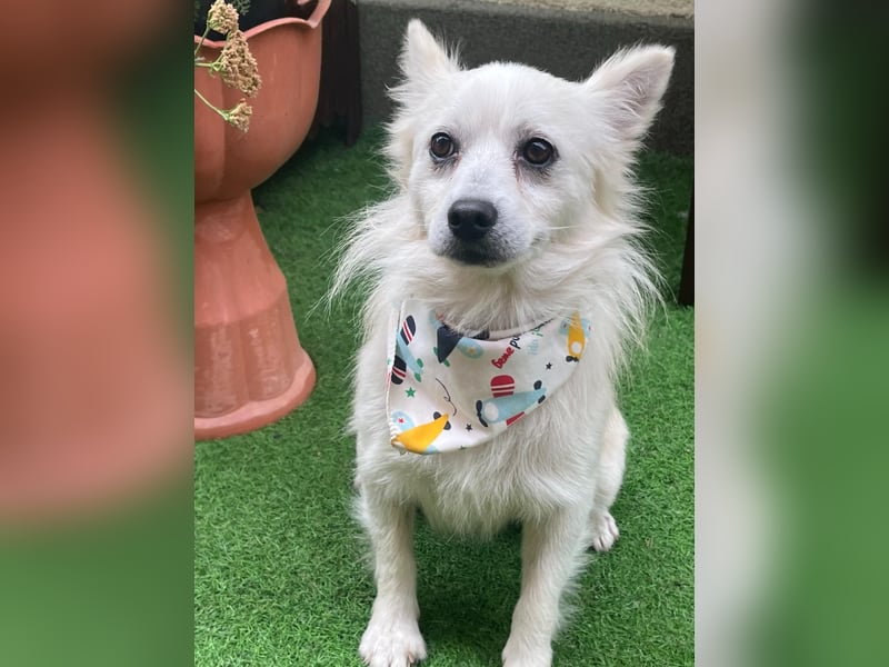 Gino SR – Sanfter Spitz-Rüde mit Herz sucht liebevolles Zuhause