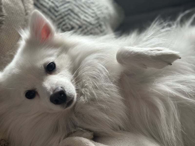 Snow SR- Eisbär sucht Zuhause