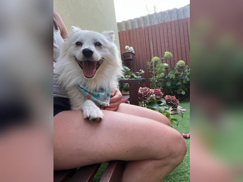 Gino SR – Sanfter Spitz-Rüde mit Herz sucht liebevolles Zuhause