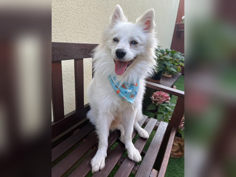 Gino SR – Sanfter Spitz-Rüde mit Herz sucht liebevolles Zuhause