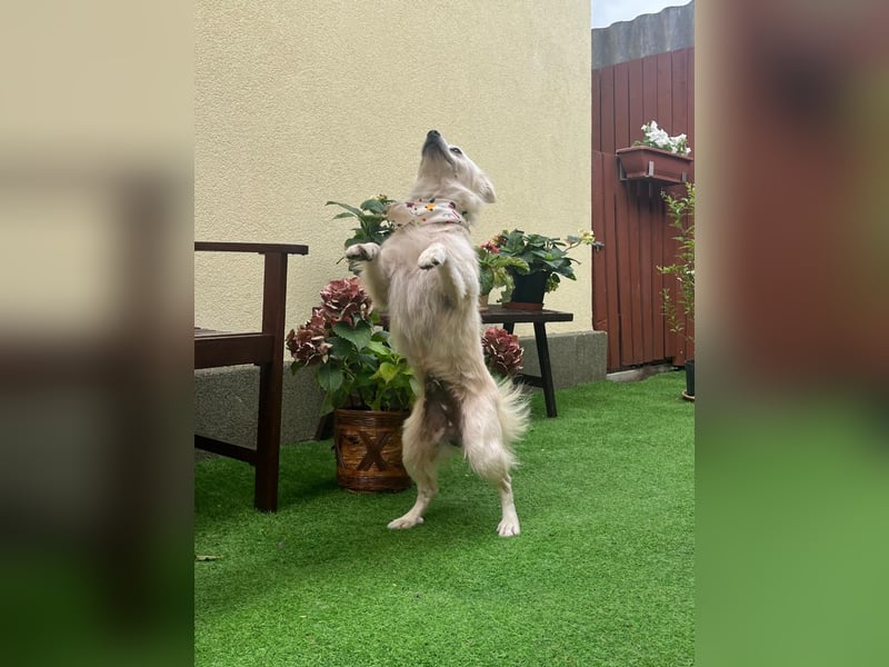 Gino SR – Sanfter Spitz-Rüde mit Herz sucht liebevolles Zuhause