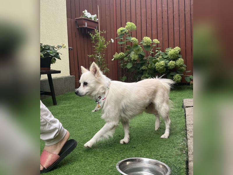 Gino SR – Sanfter Spitz-Rüde mit Herz sucht liebevolles Zuhause