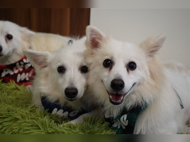 Timm-SR, Schatz sucht Liebe!