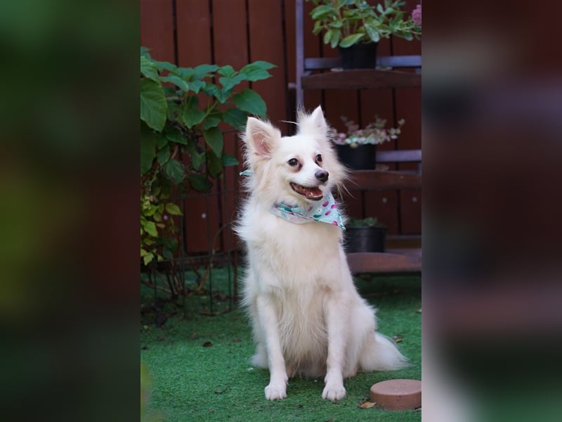 Dave SR – Schüchterner Schatz sucht ein sicheres Zuhause
