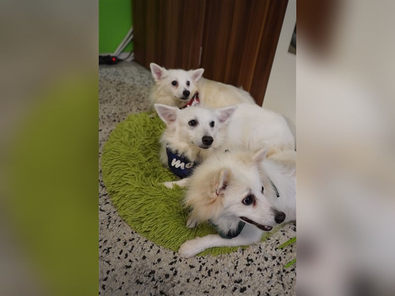 Timm-SR, Schatz sucht Liebe!