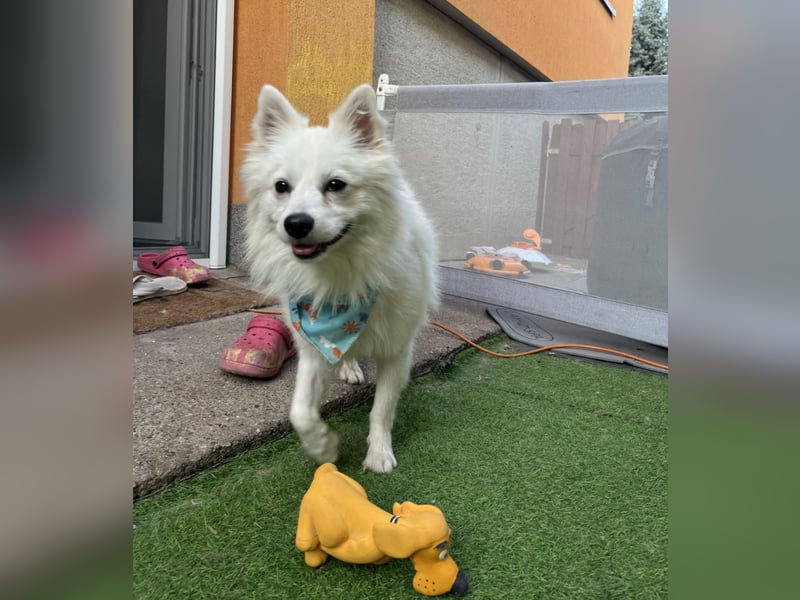 Goofy SR – Herzensguter Rüde sucht liebevolles Zuhause