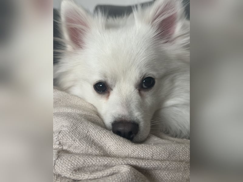 Snow SR- Eisbär sucht Zuhause