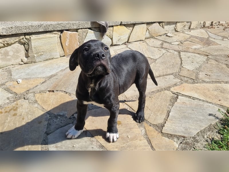 Presa Canario