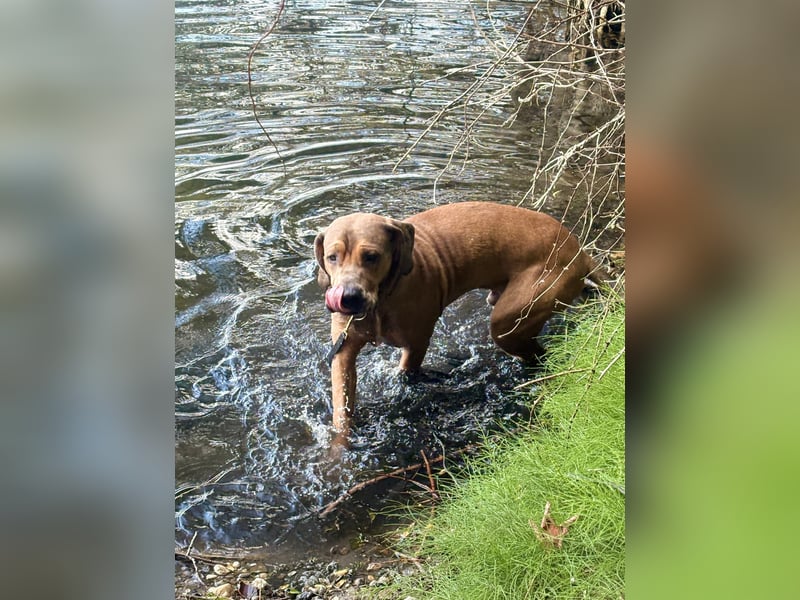 Rudi: Herzbube sucht erfahrene Menschen (52355 Düren)