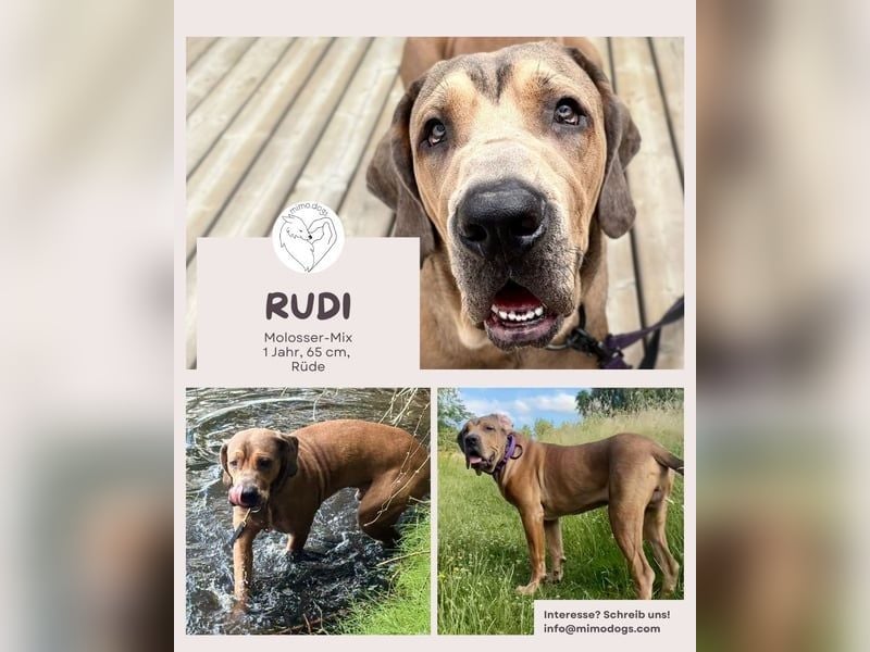 Rudi: Herzenshund sucht erfahrene Menschen (52355 Düren)