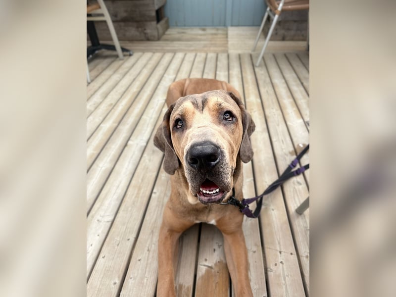 Rudi: Herzenshund sucht erfahrene Menschen (52355 Düren)