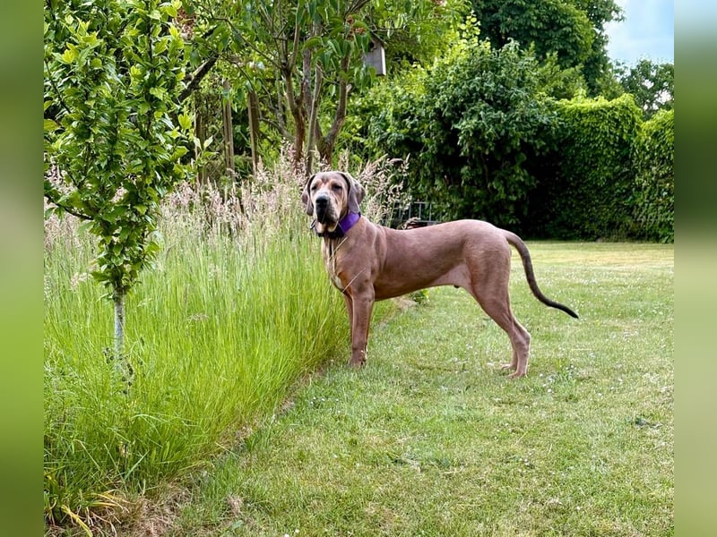 Rudi: Herzenshund sucht erfahrene Menschen (52355 Düren)