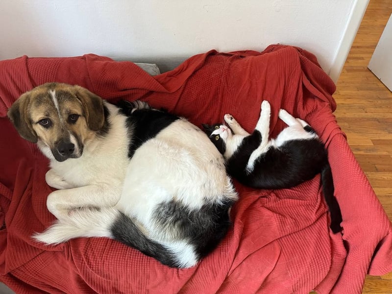 Zuhause gesucht für Gavruscha – einen großen, liebevollen Kuschelbären