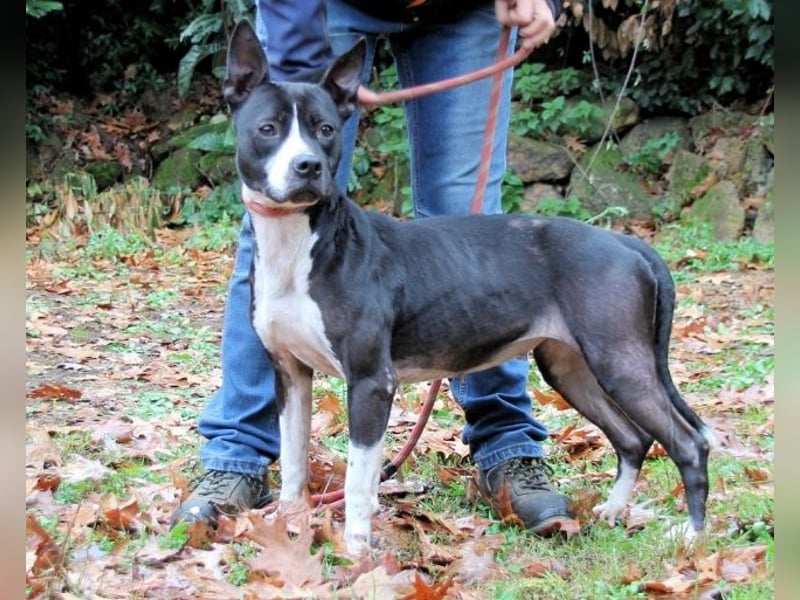Aretusa - sieht so ein chancenloser Hund aus?