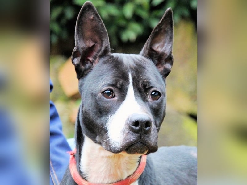 Aretusa - sieht so ein chancenloser Hund aus?
