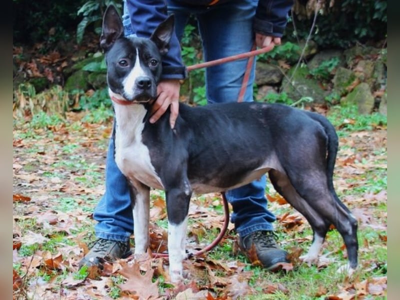 Aretusa - sieht so ein chancenloser Hund aus?