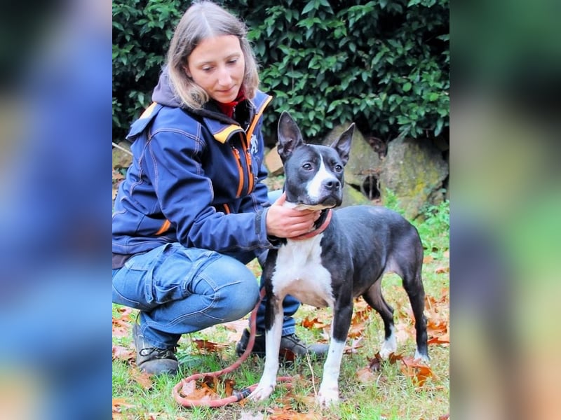 Aretusa - sieht so ein chancenloser Hund aus?