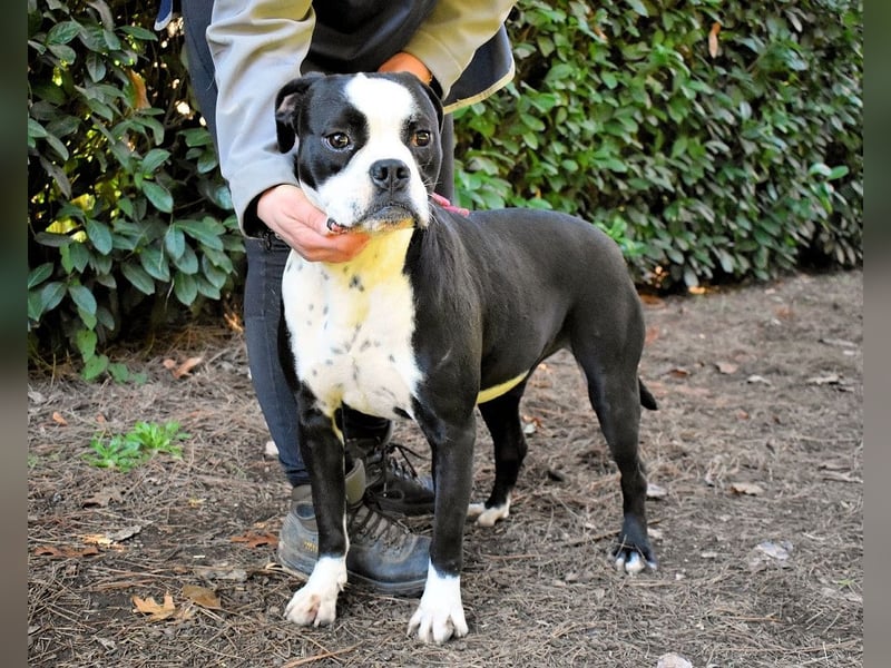 Cailee - Power auf vier Pfoten