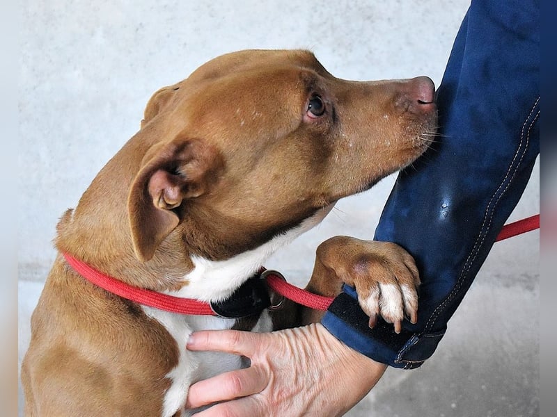 Aschette - SOS - Früher hat sie gelächelt