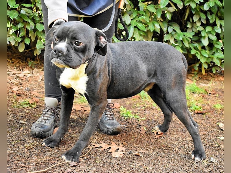 Cedrick - Power auf vier Pfoten