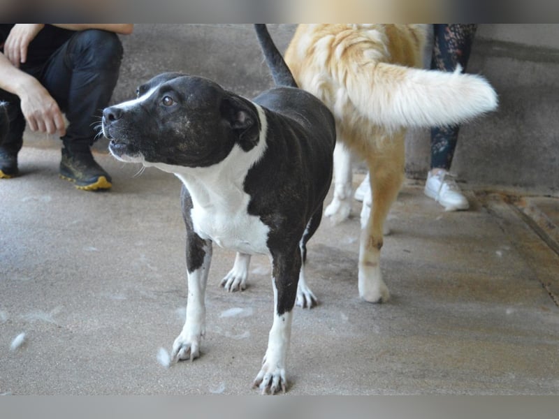 Isolde - Der Rosengarten ...